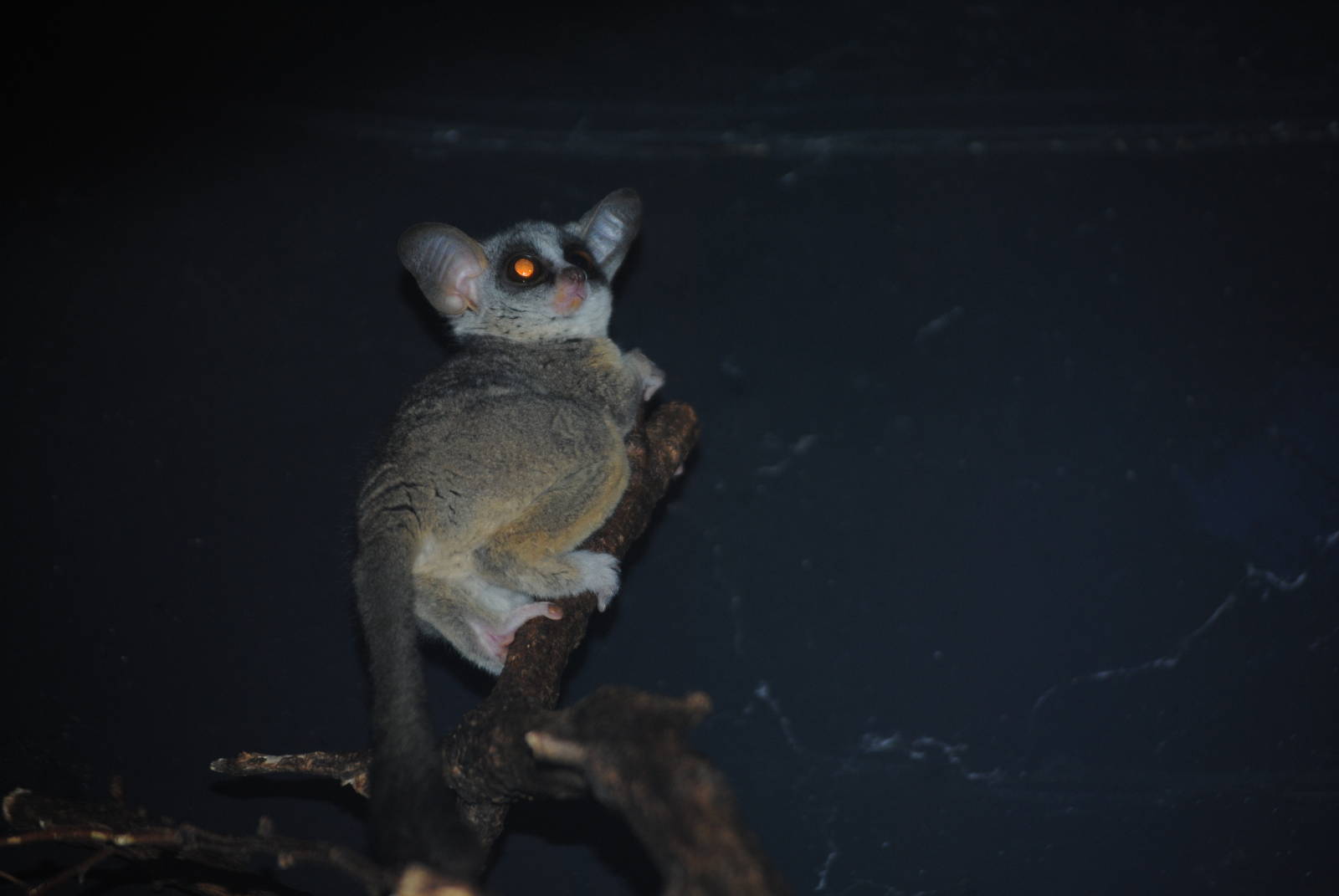 Mohol Bushbaby