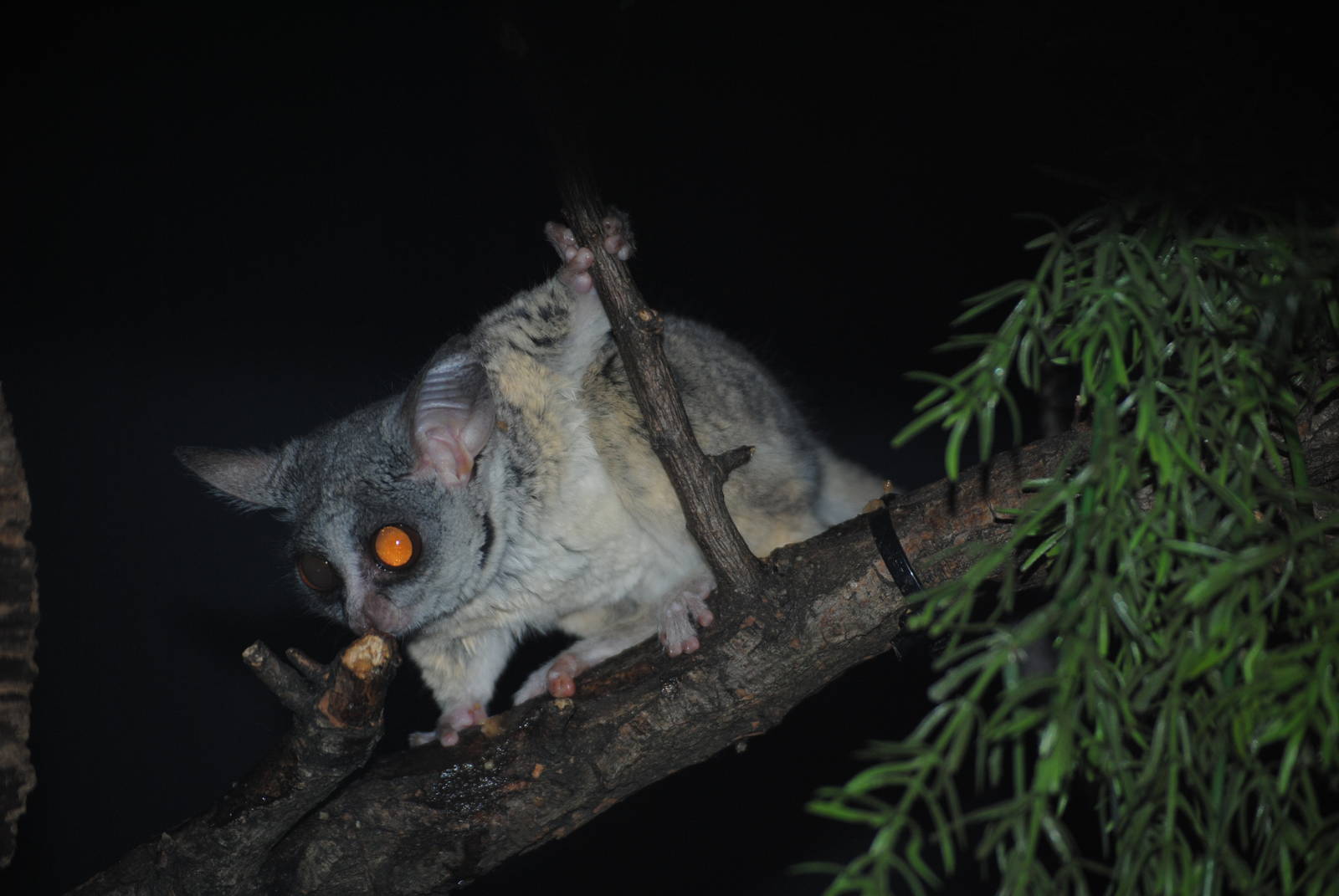 Mohol Bushbaby