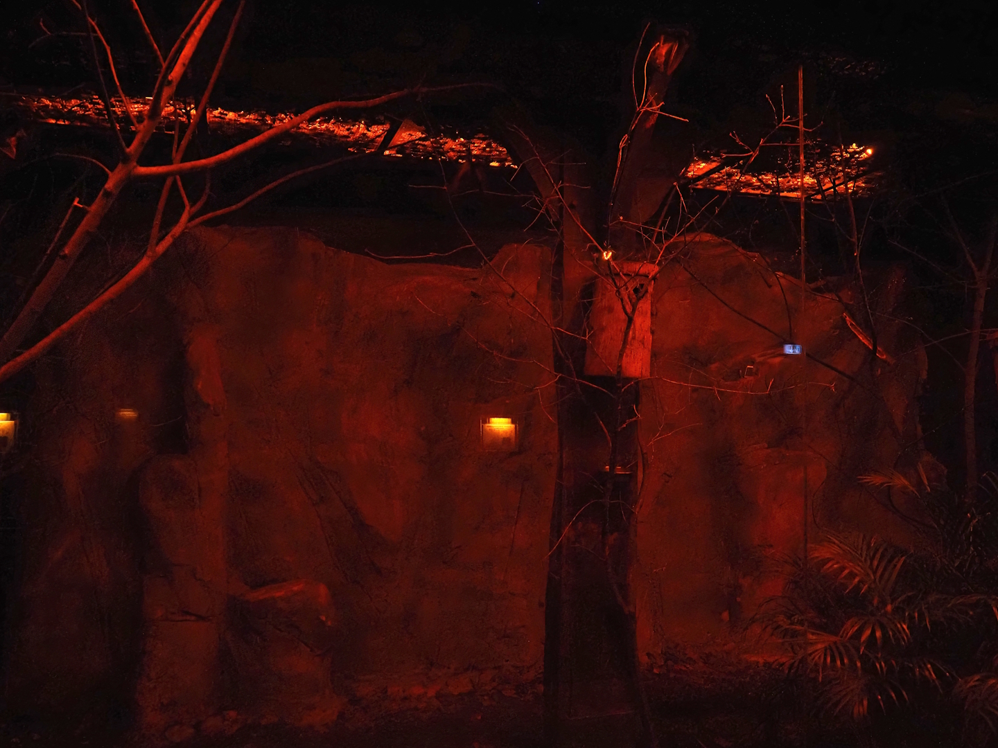 Moholi bushbaby and Straw-colored fruit bat exhibit, 2024-05-22