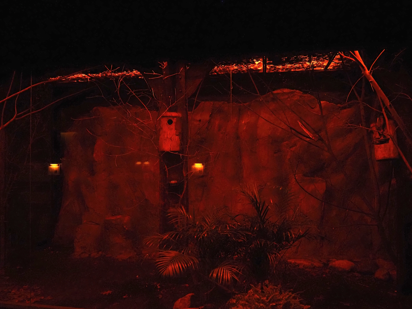 Moholi bushbaby and Straw-colored fruit bat exhibit, 2024-05-22