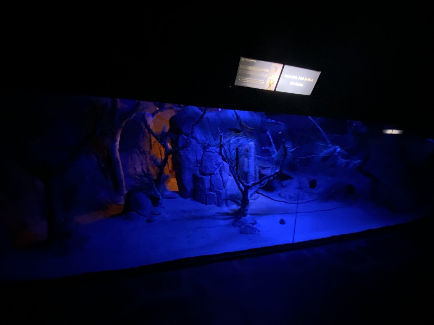 Moholi Bushbaby enclosure