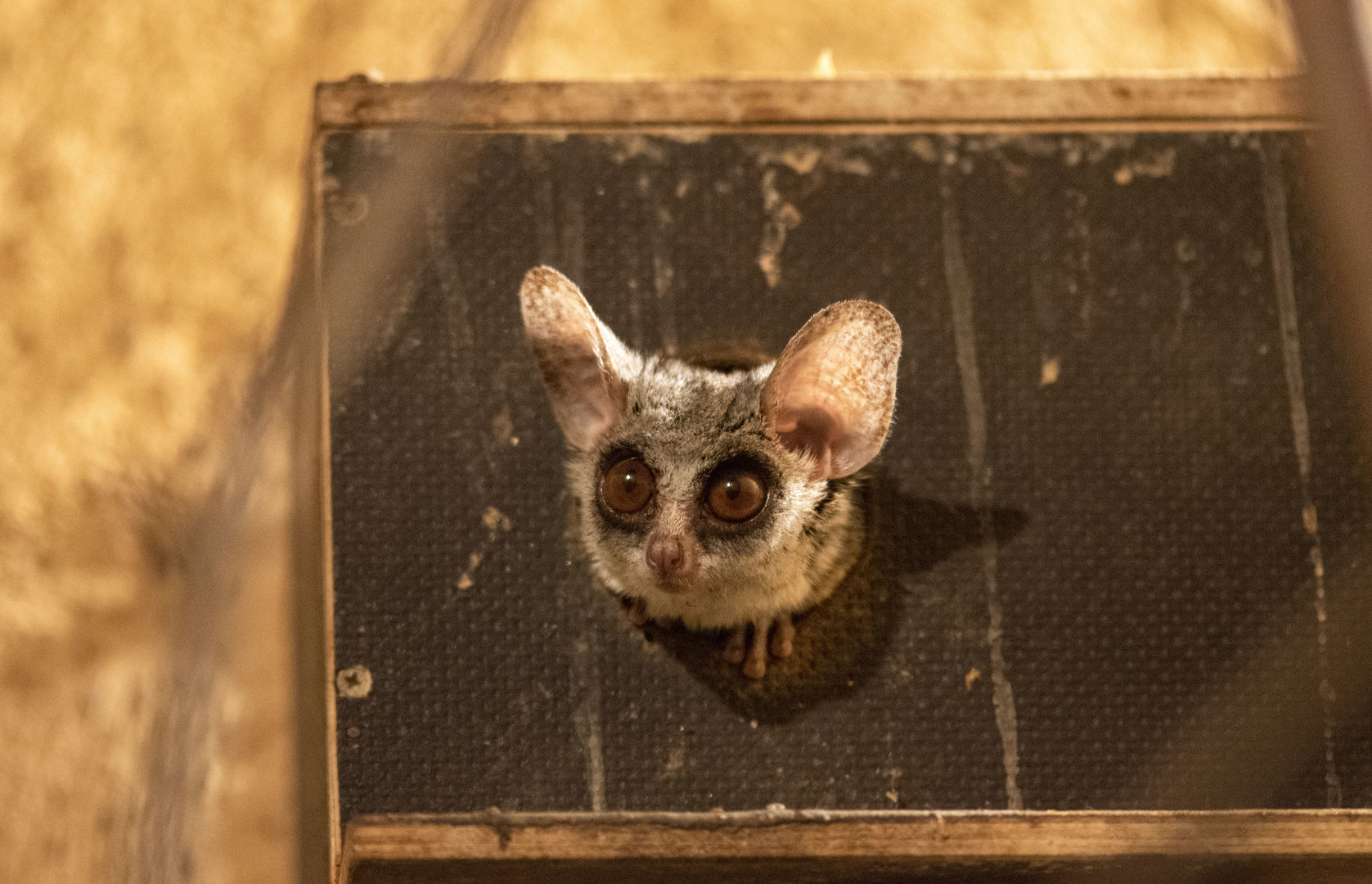 Moholi bushbaby (Galago moholi)