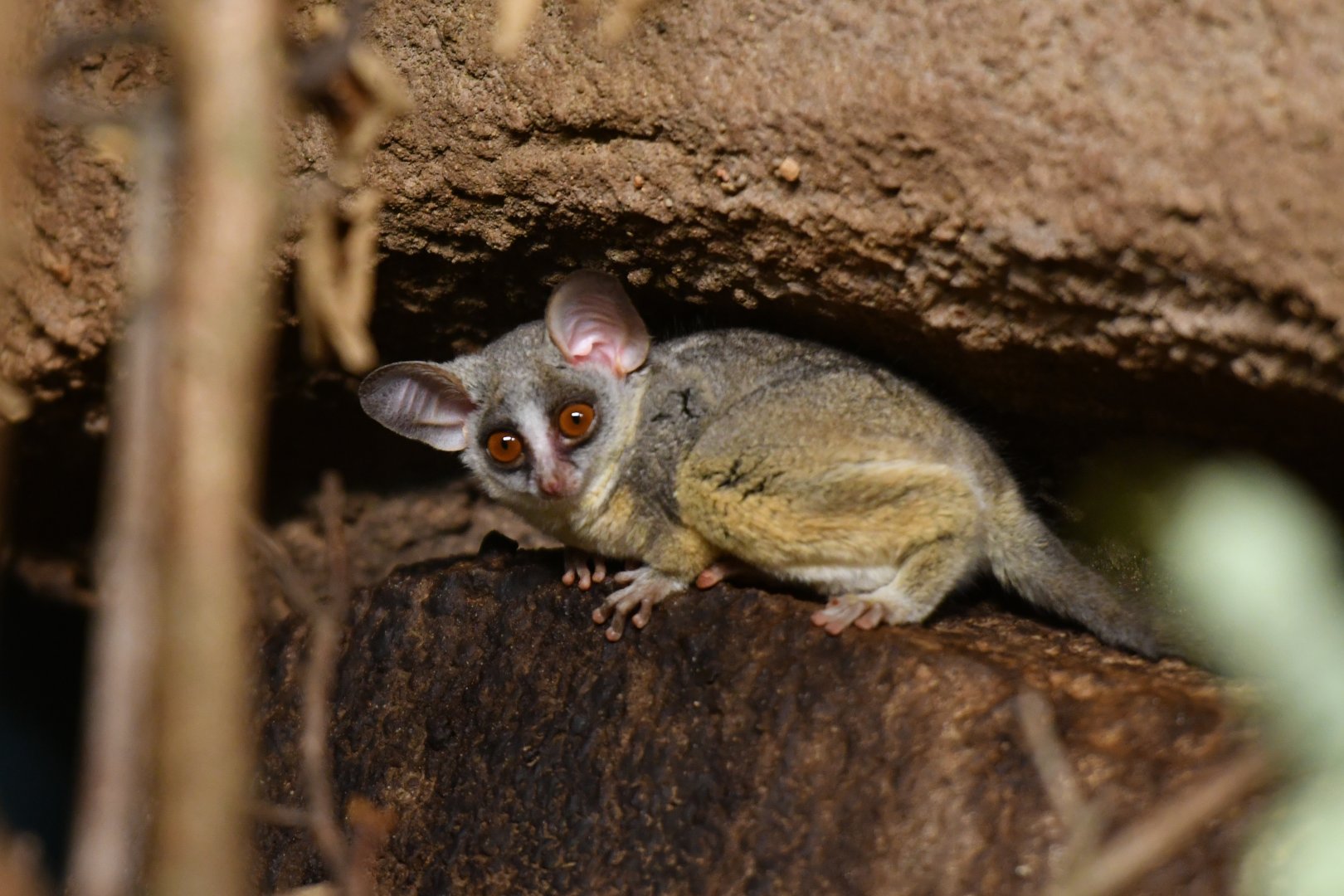 Moholi bushbaby  Galago moholi