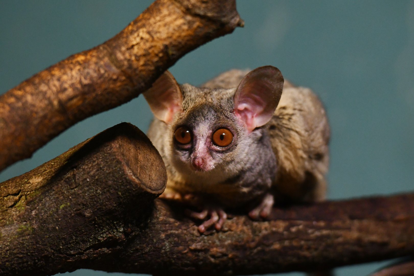Moholi bushbaby  Galago moholi