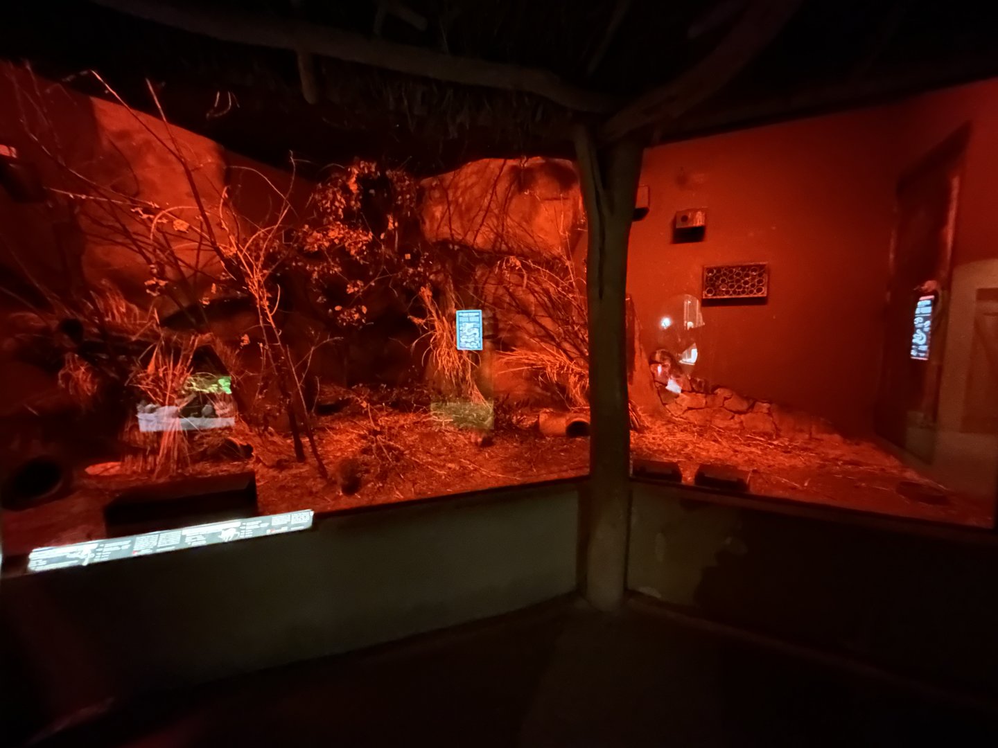 Moholi Bushbaby & Malagasy Giant Jumping Rat Exhibit - Africa Up Close