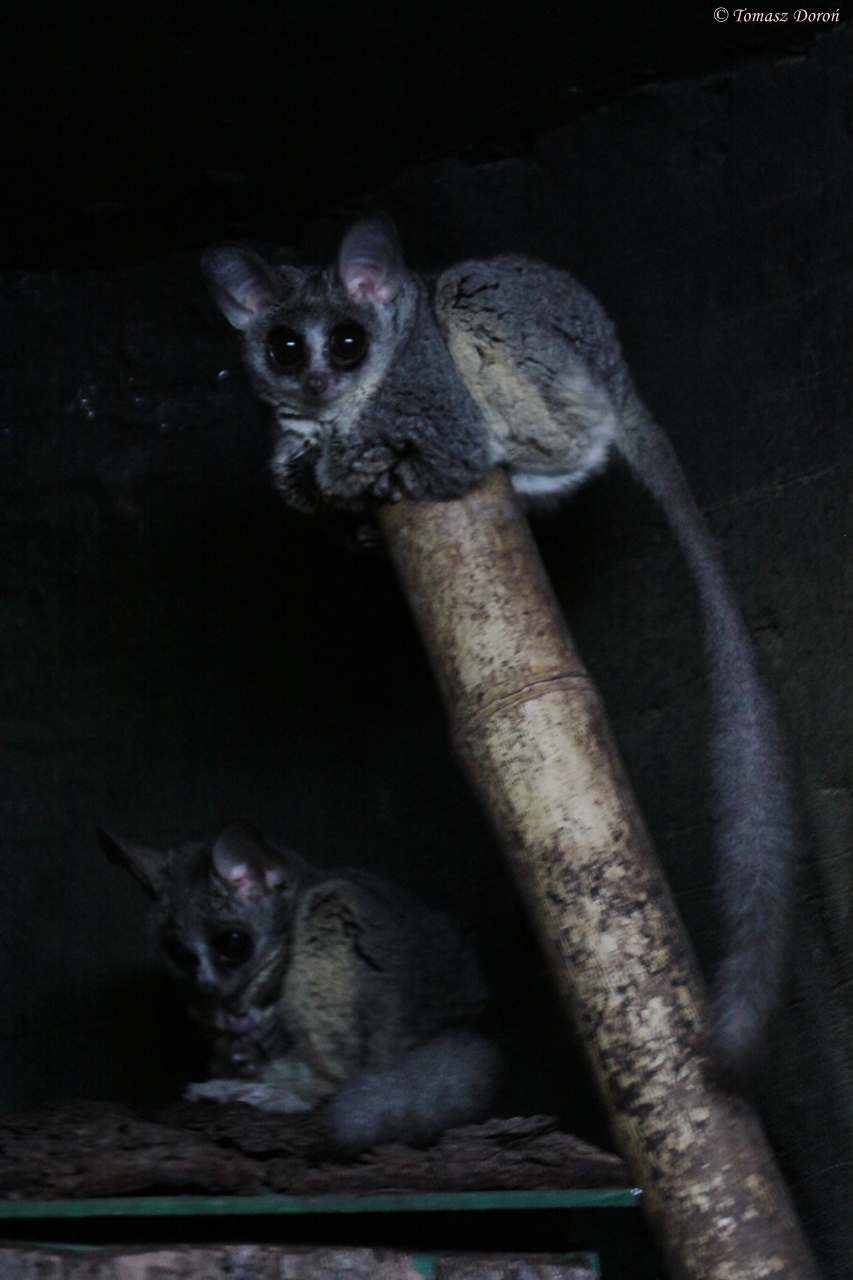 Moholi Bushbaby / Southern Lesser Galago (Galago moholi)