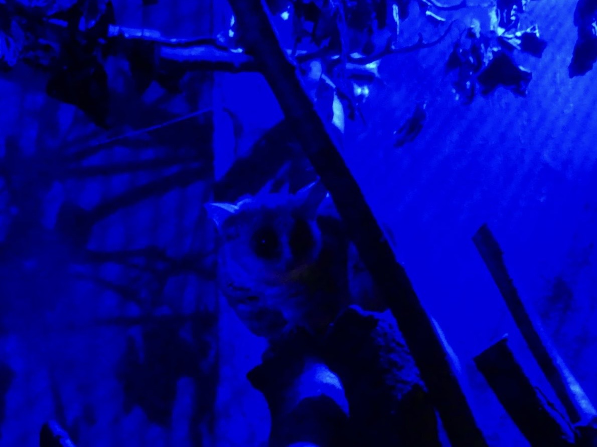 Moholi Bushbaby - Zoo København - 26.05.25