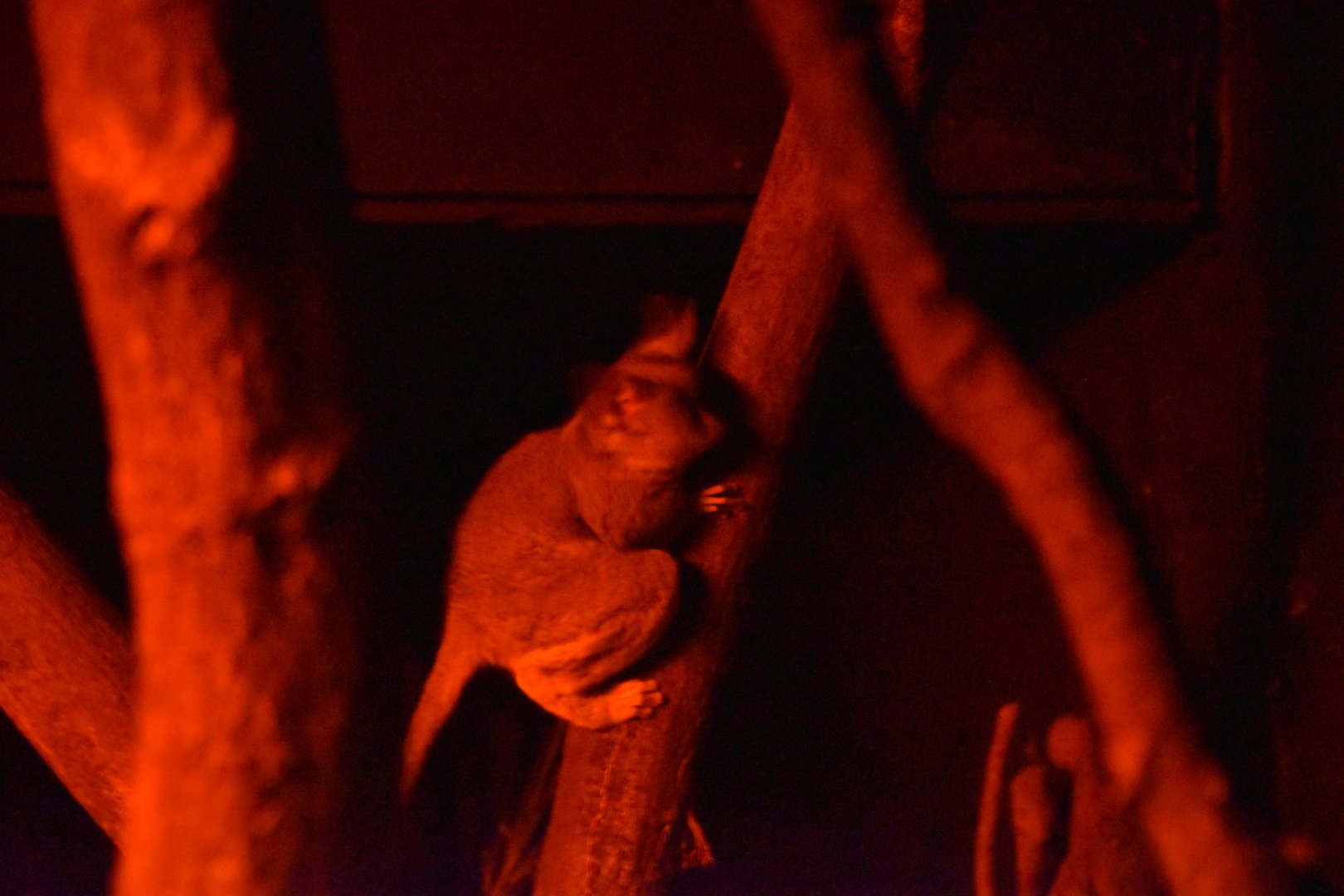 Moholi bushbaby! :)
