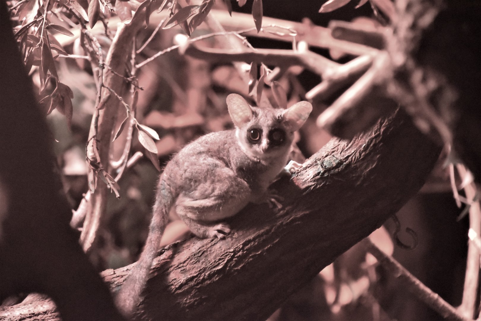 Moholi bushbaby