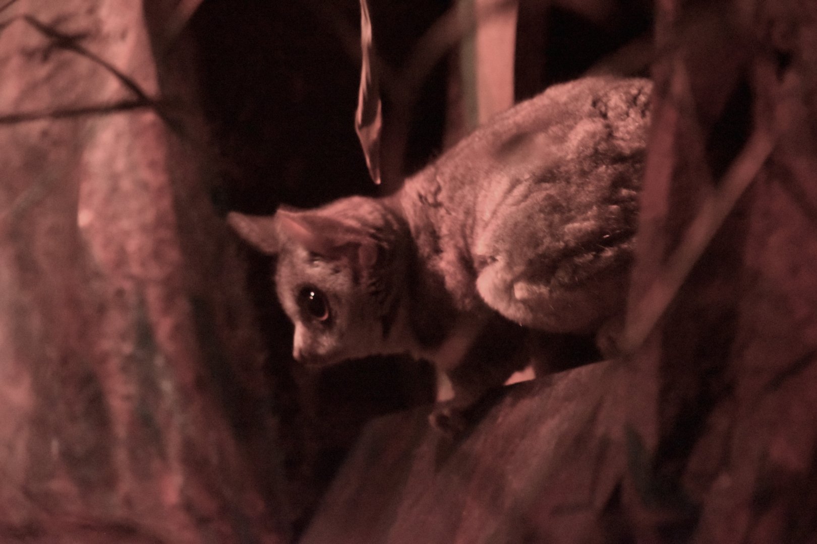 Moholi bushbaby