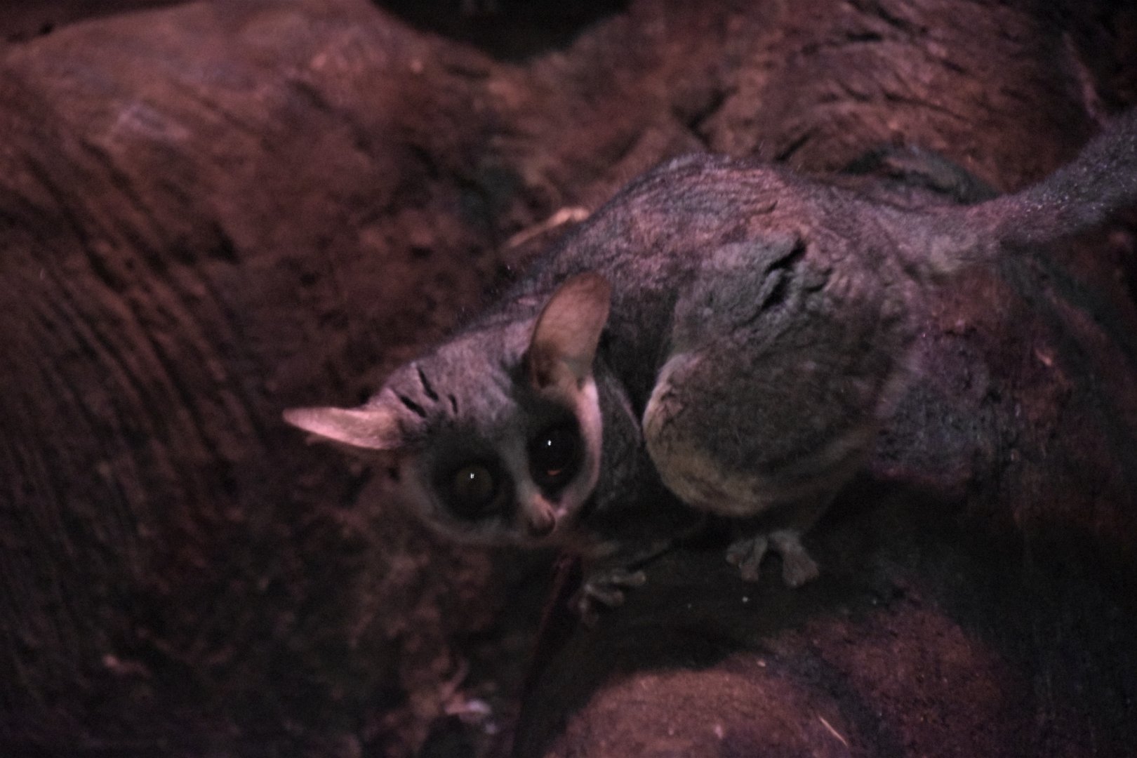 Moholi bushbaby
