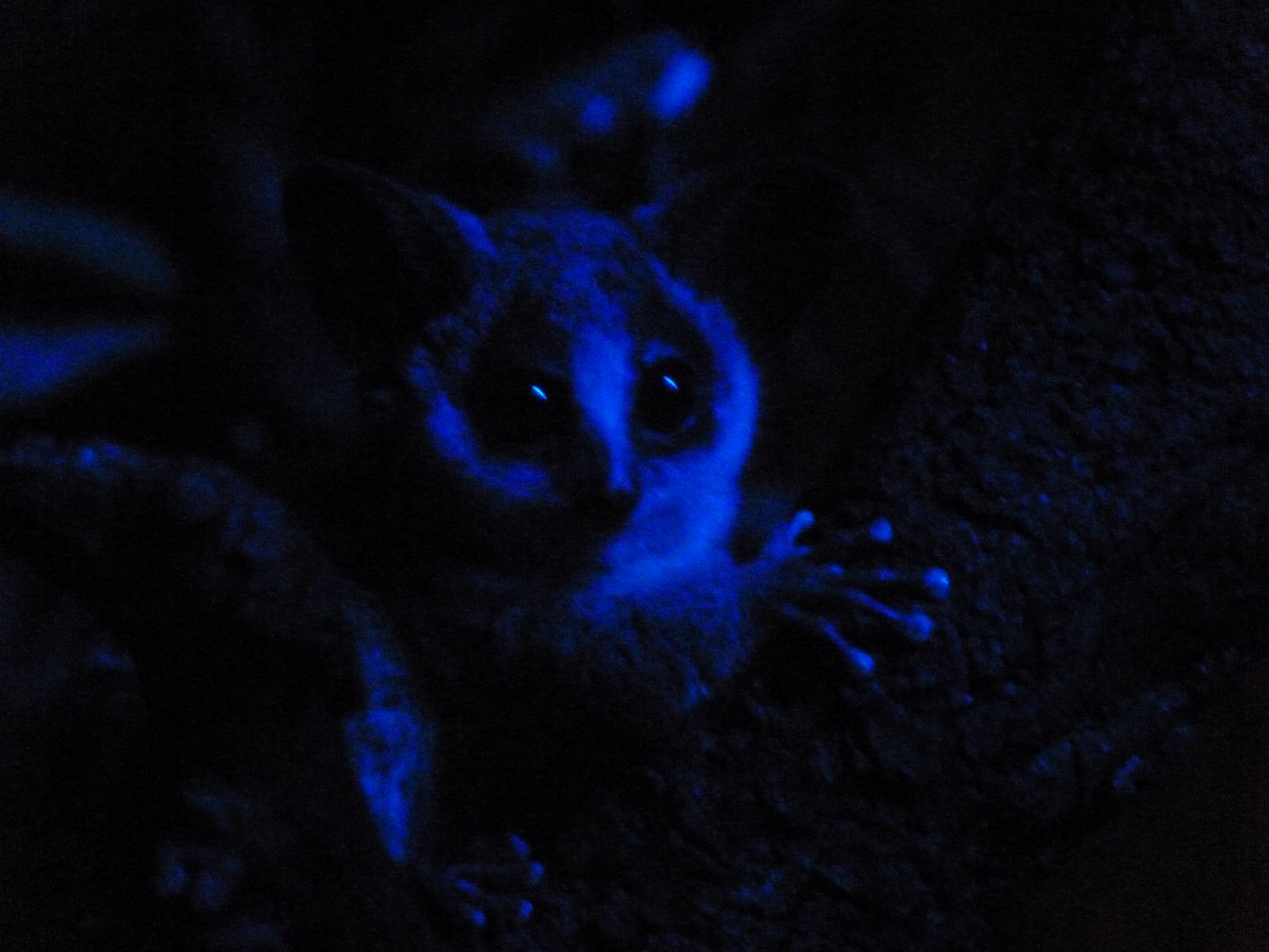 Moholi galago -Faunia (2025)