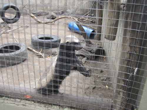 Moholoholo Honey Badger