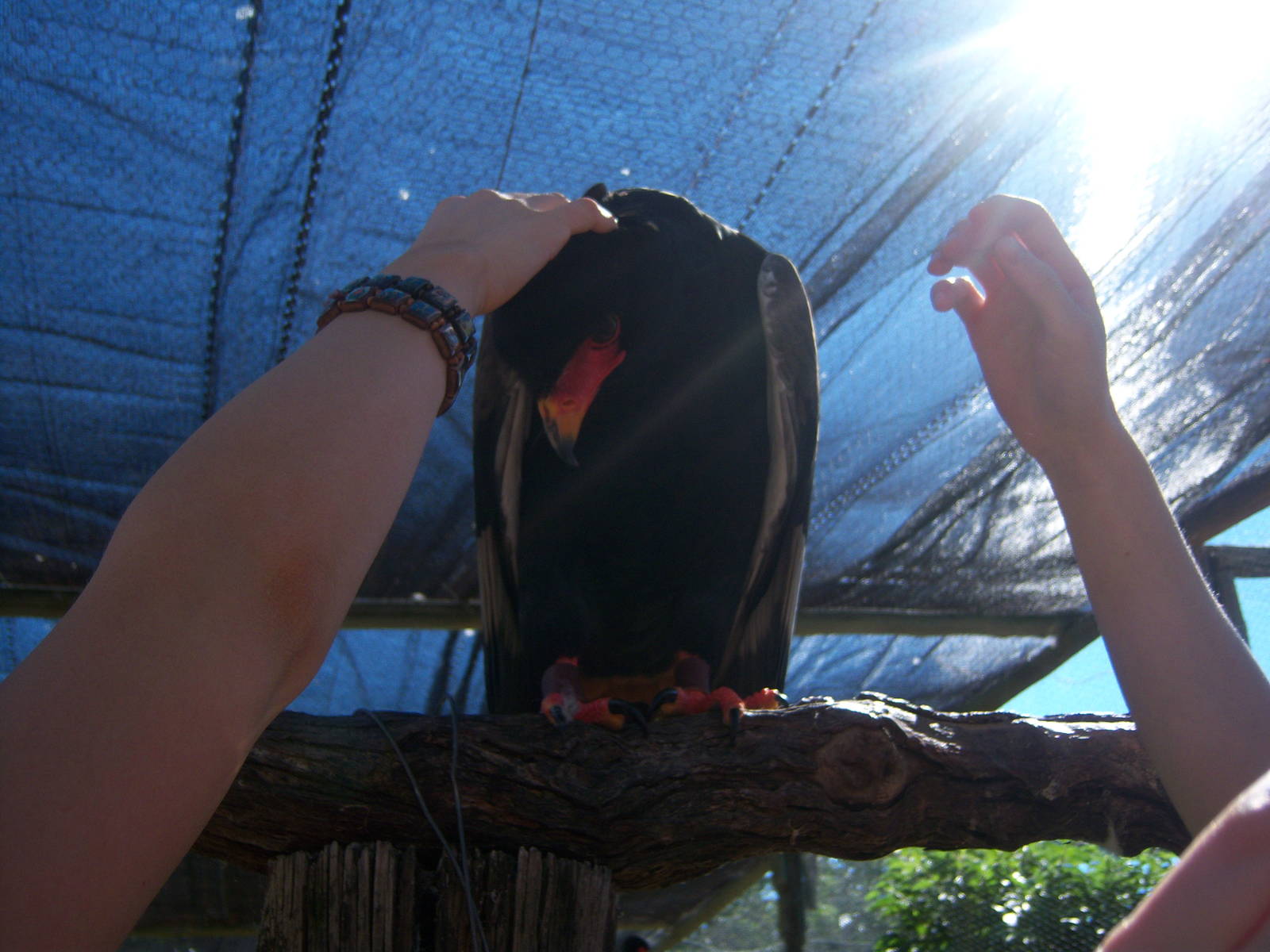 Moholoholo rehabilitation centre