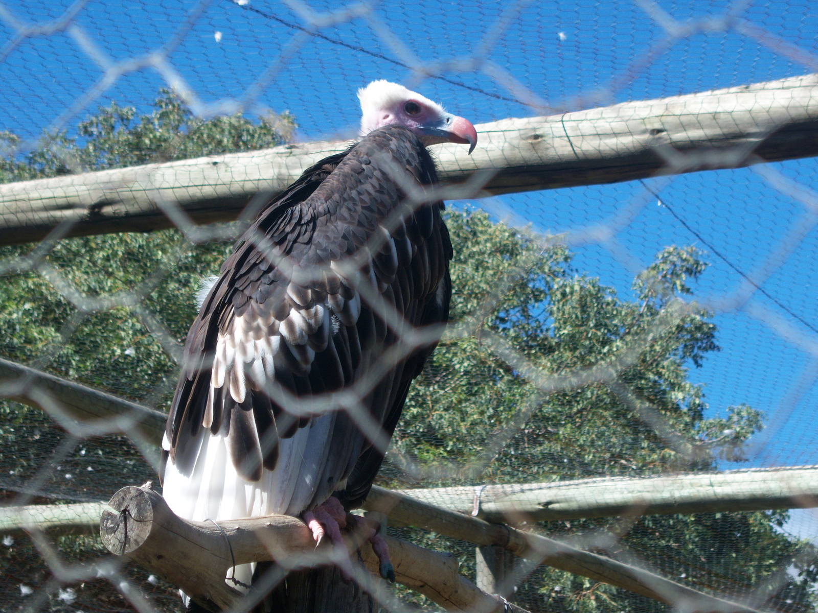 Moholoholo rehabilitation centre