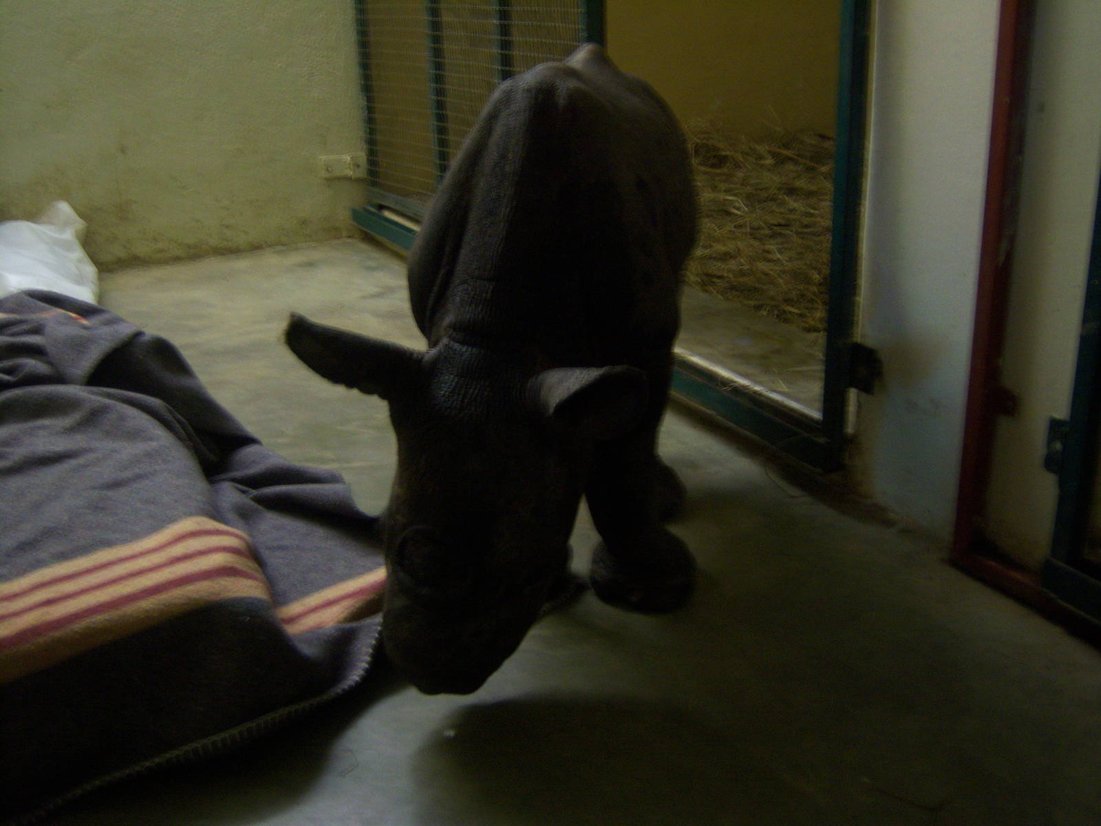 Moholoholo rehabilitation centre