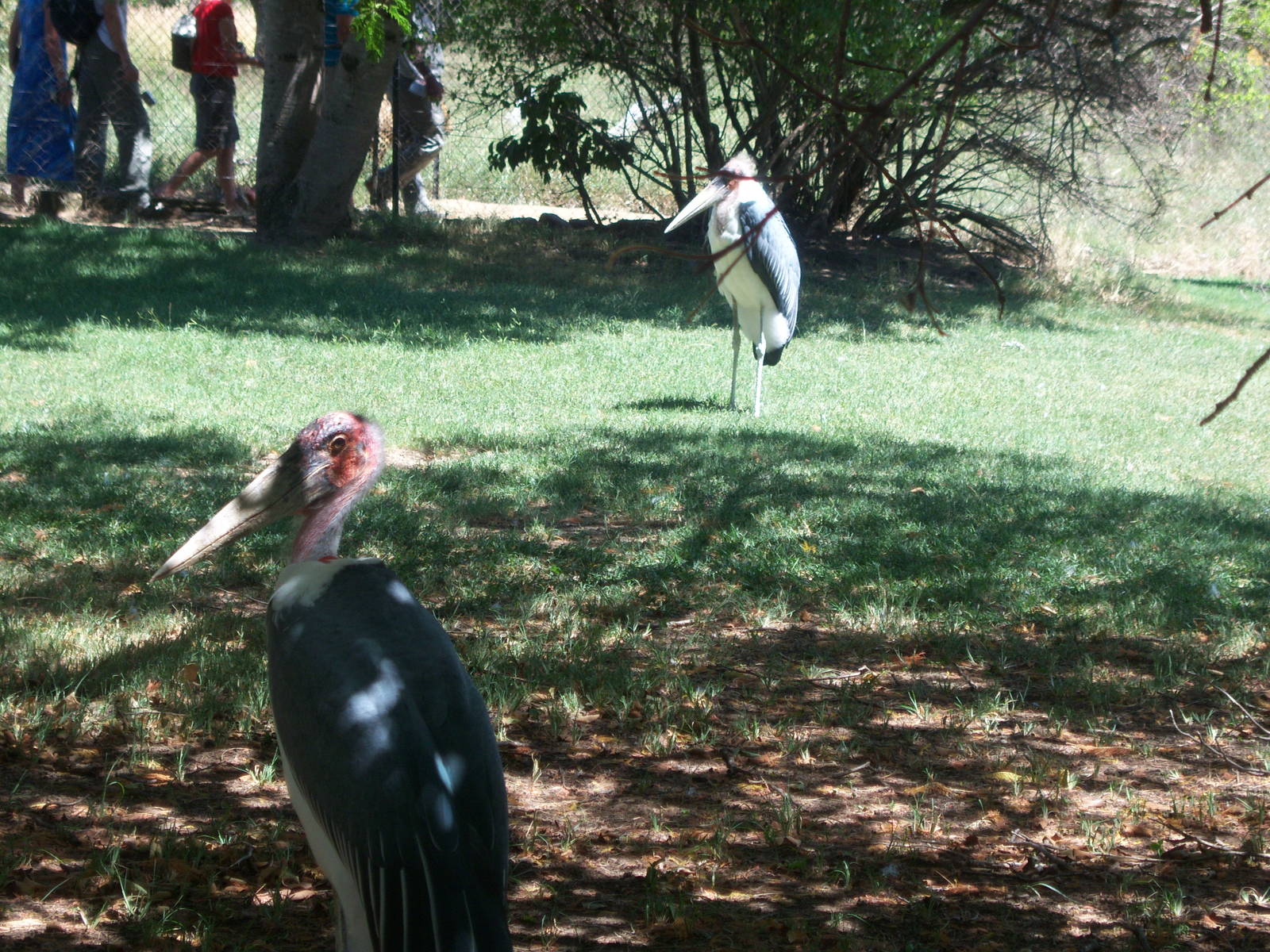 Moholoholo rehabilitation centre