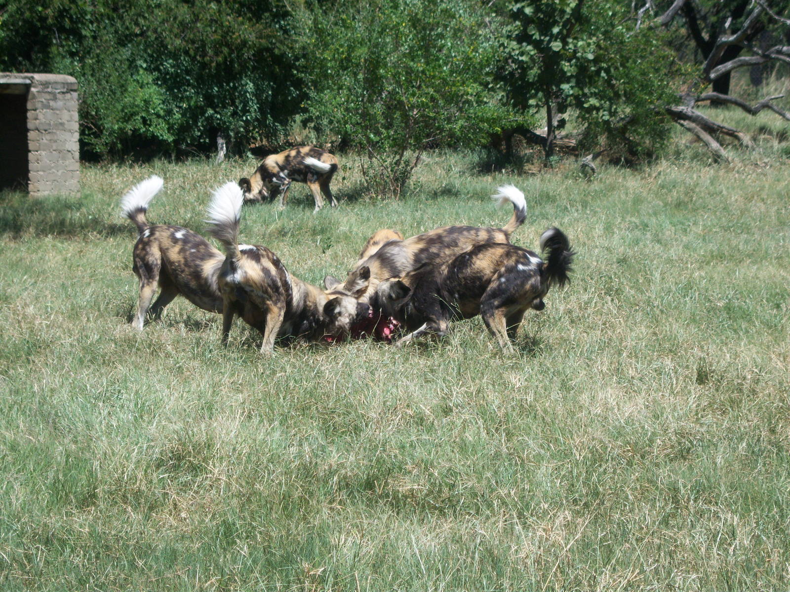 Moholoholo rehabilitation centre