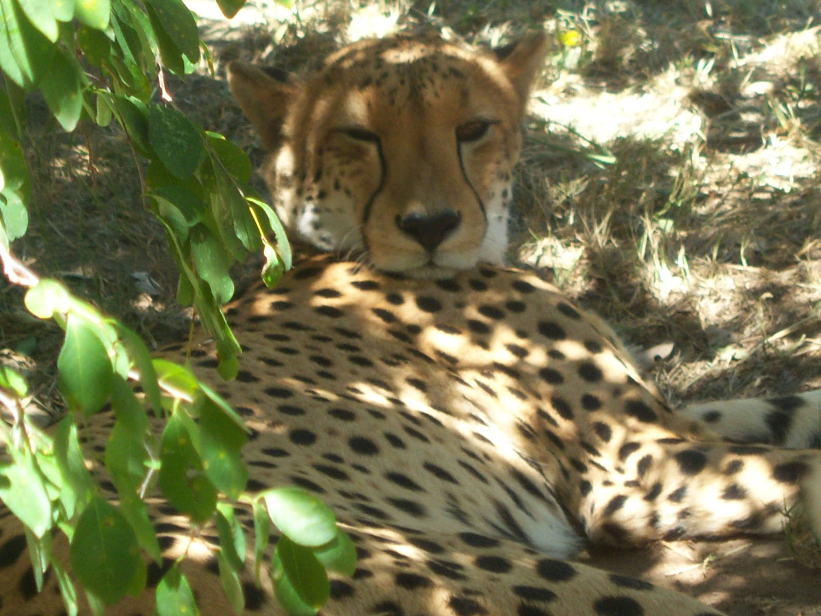 Moholoholo rehabilitation centre