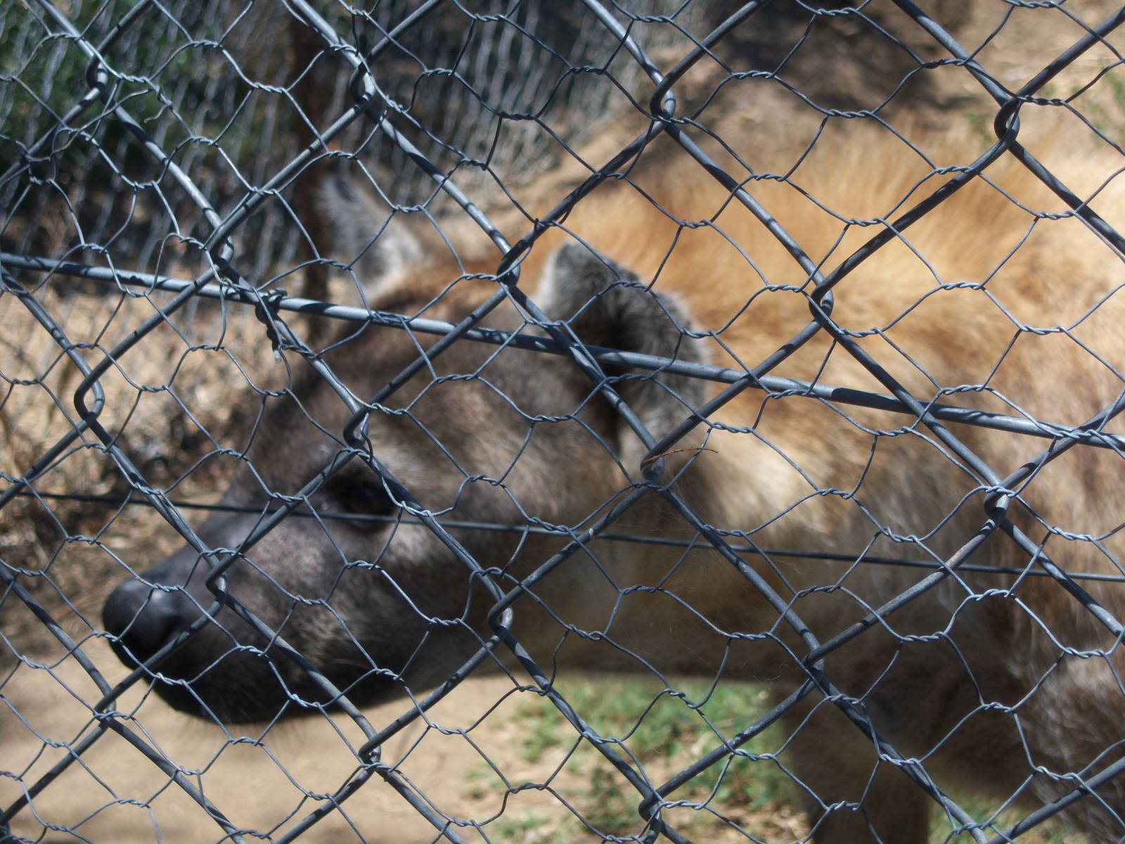 Moholoholo rehabilitation centre