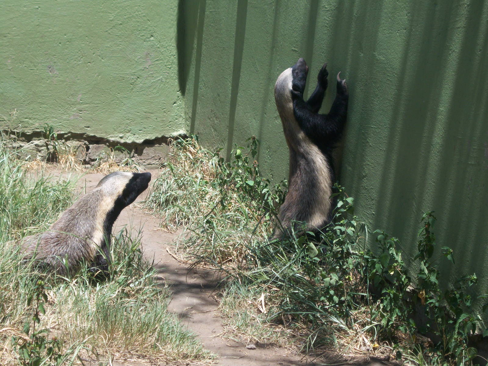 Moholoholo rehabilitation centre
