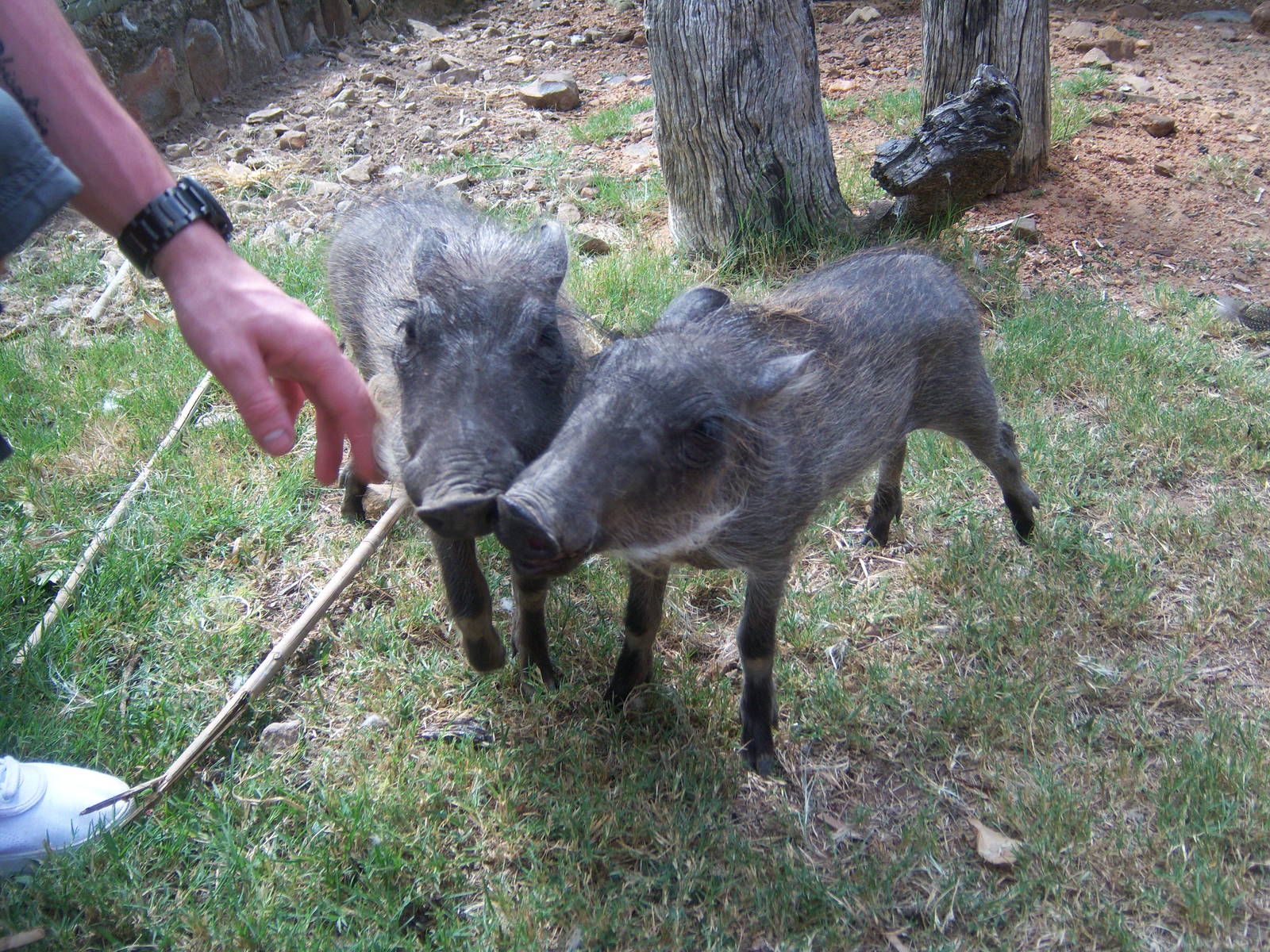 Moholoholo rehabilitation centre