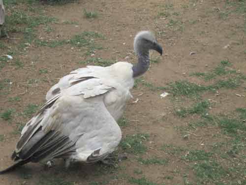 Moholoholo Vulture 2