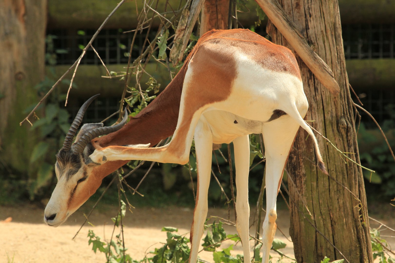 Mohor gazelle (May 2018)