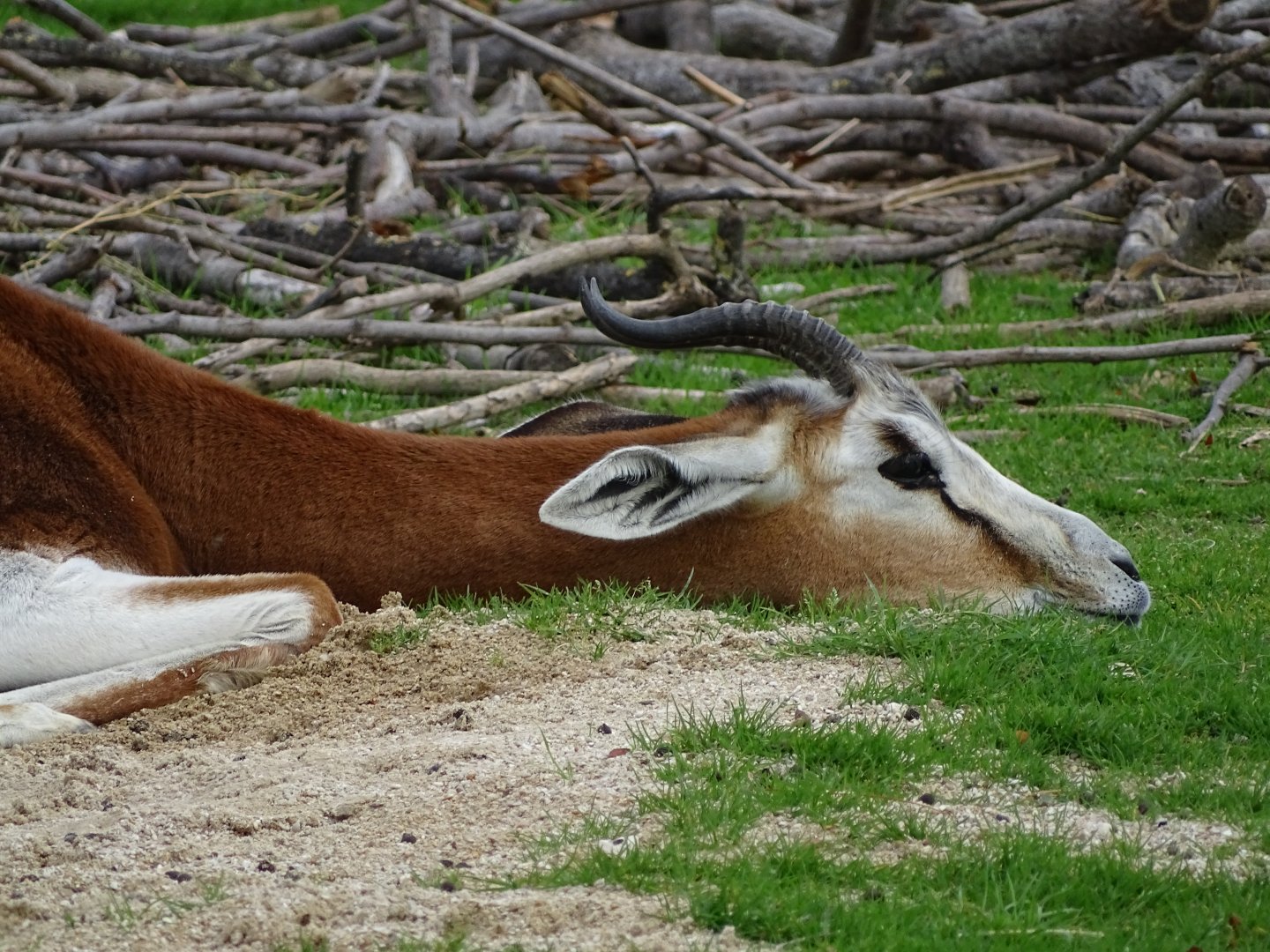 Mohrr dama gazelle (Nanger dama mohrr)