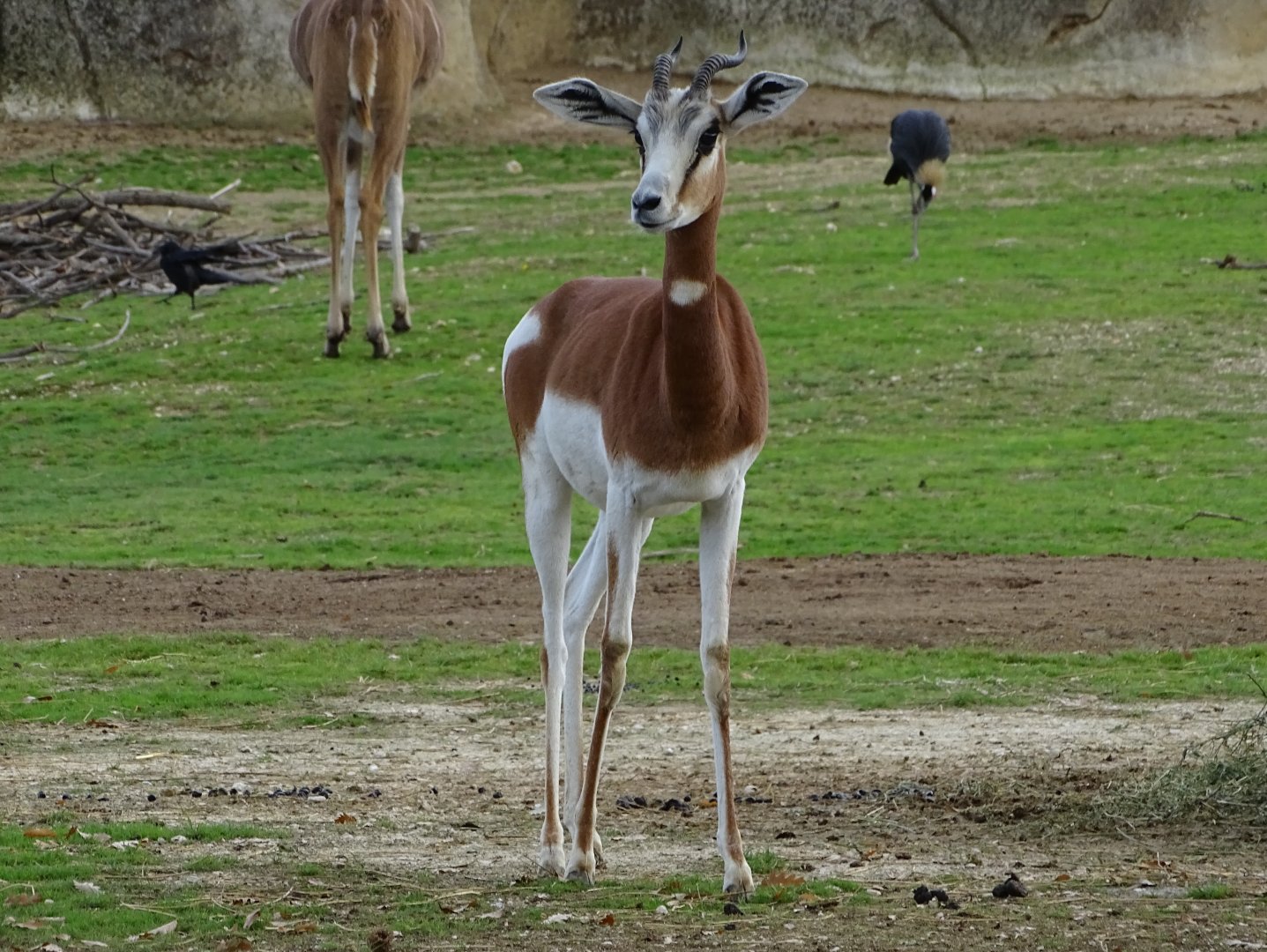 Mohrr dama gazelle (Nanger dama mohrr)
