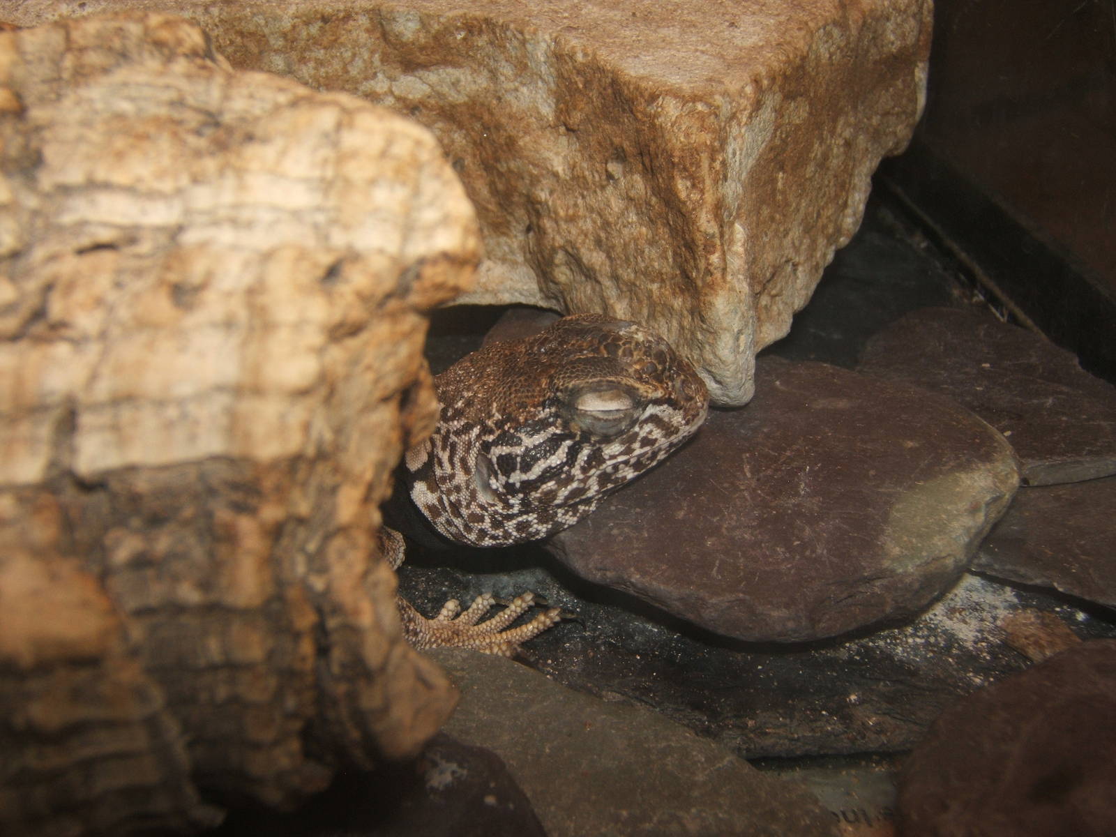 Mojave Black-collared Lizard (Crotaphytus bicinctores)