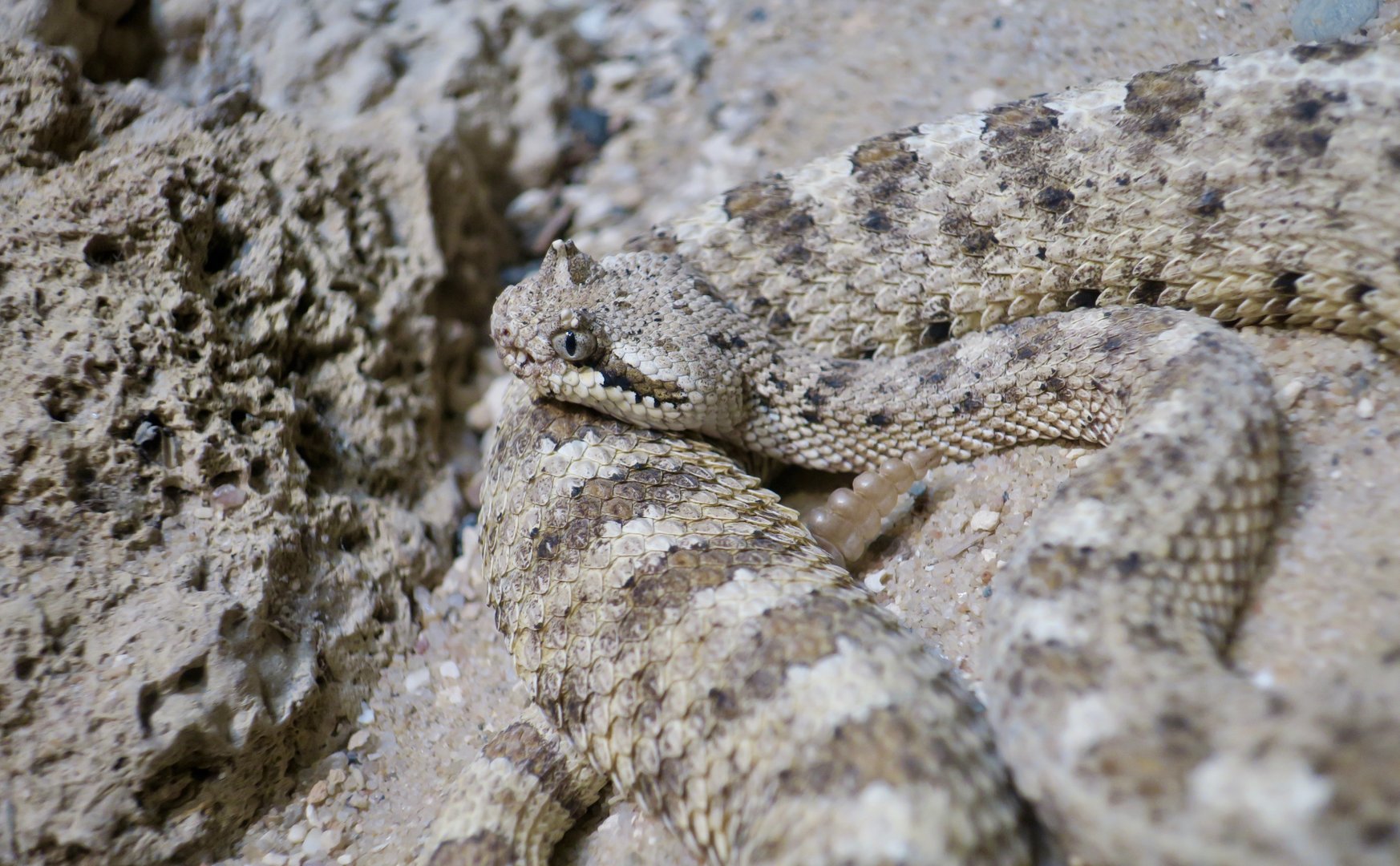 Mojave Desert Sidewinder (Crotalus cerastes cerastes)