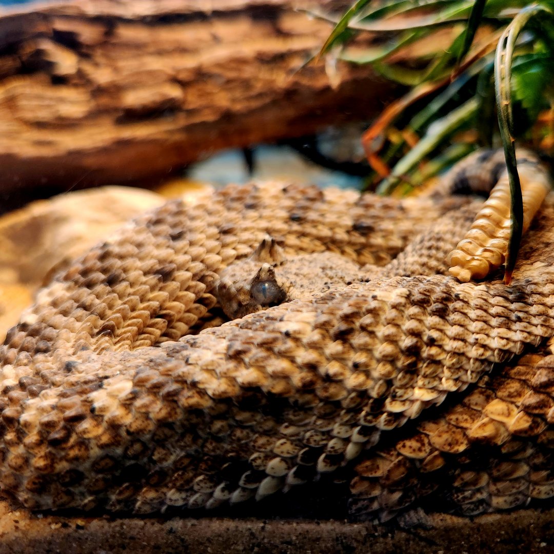 Mojave Desert Sidewinder (Crotalus cerastes cerastes)