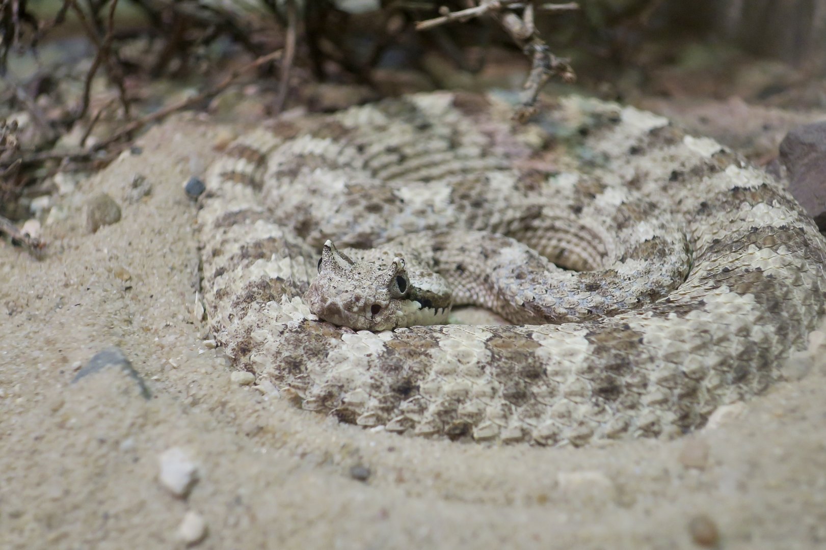 Mojave Desert Sidewinder (Crotalus cerastes cerastes)