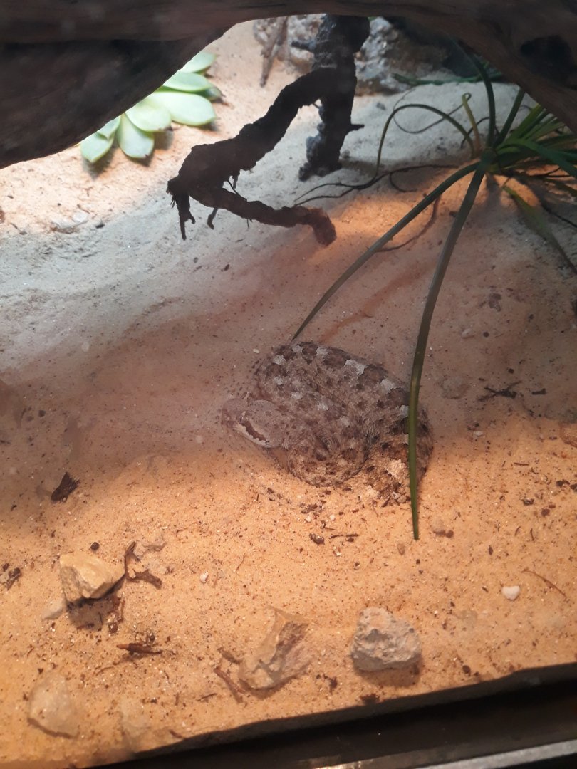 Mojave Desert sidewinder