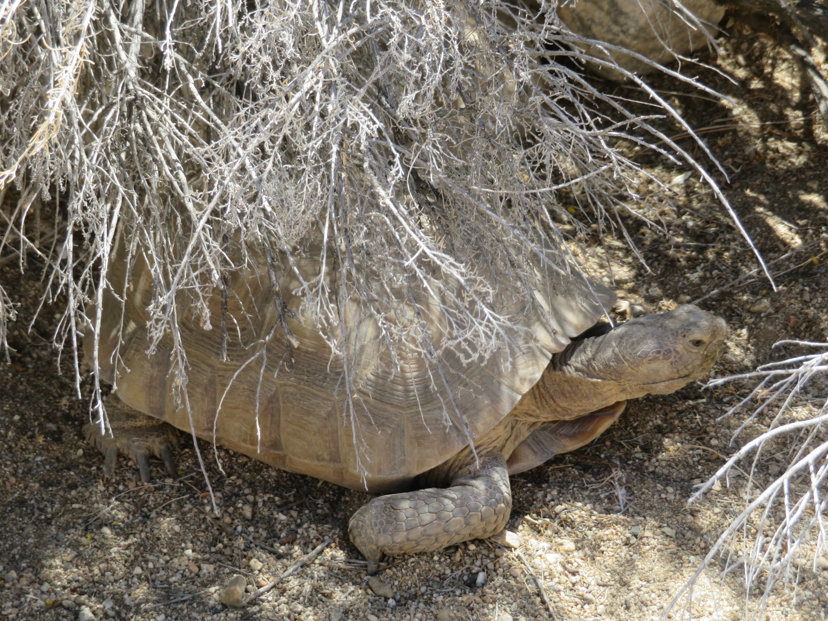 Mojave Desert Tortoise