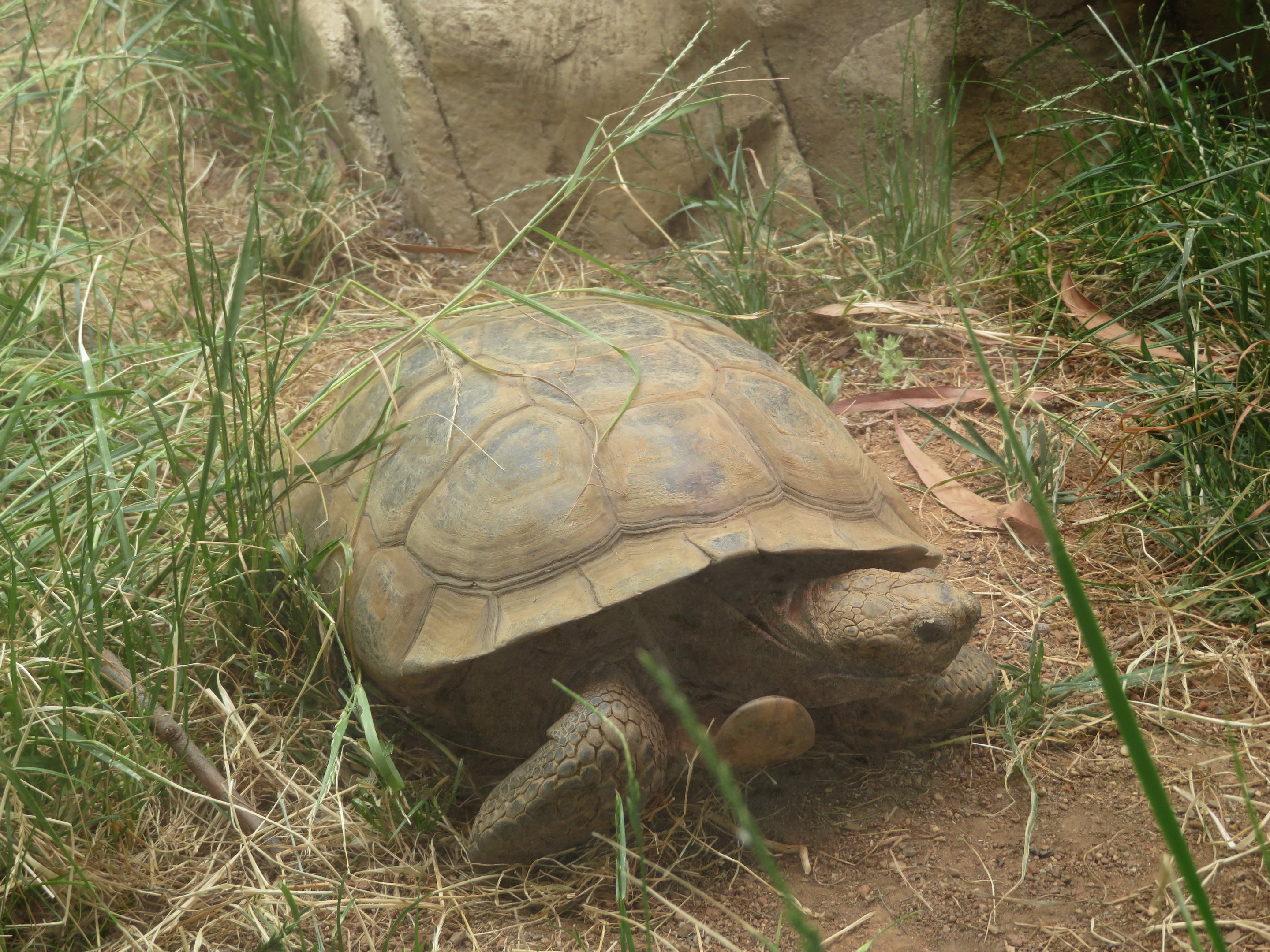 Mojave Desert Tortoise
