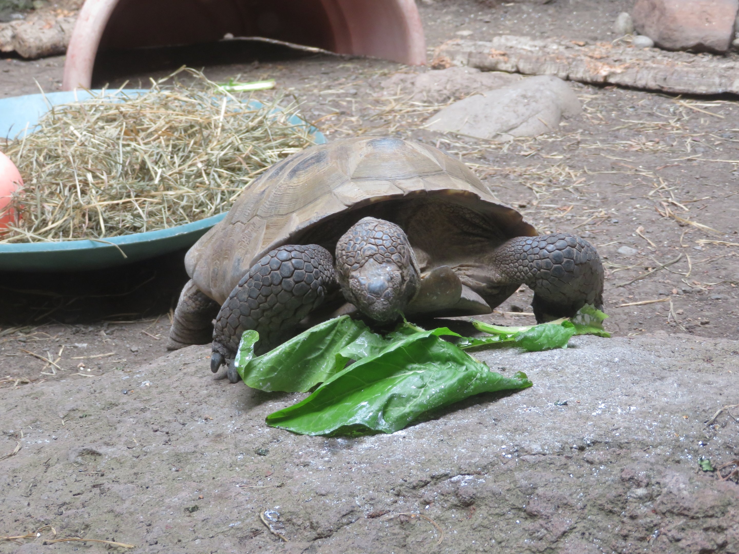 Mojave Desert Tortoise