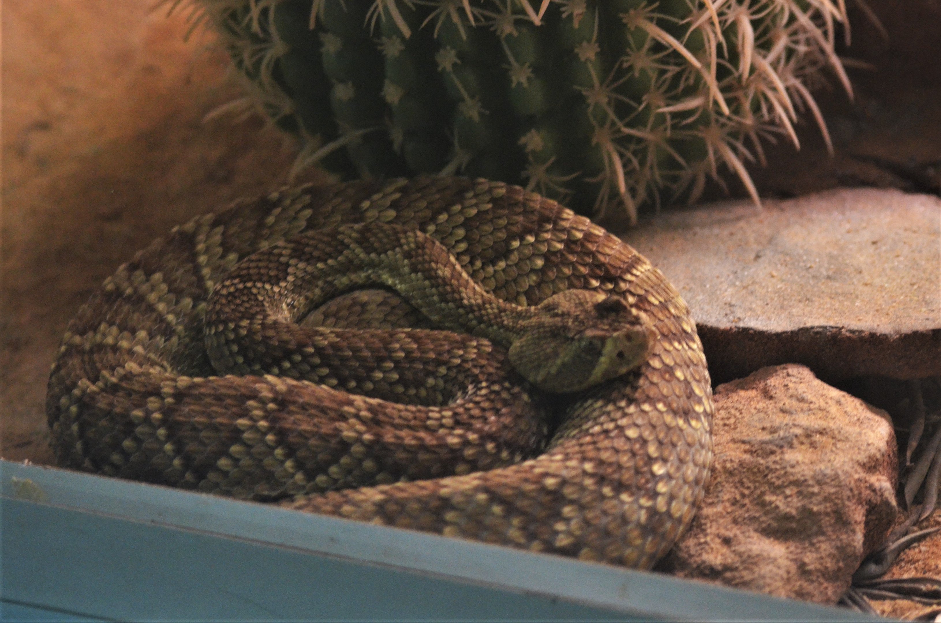 Mojave Green Rattlesnake at Cabarceno, 08/07/17
