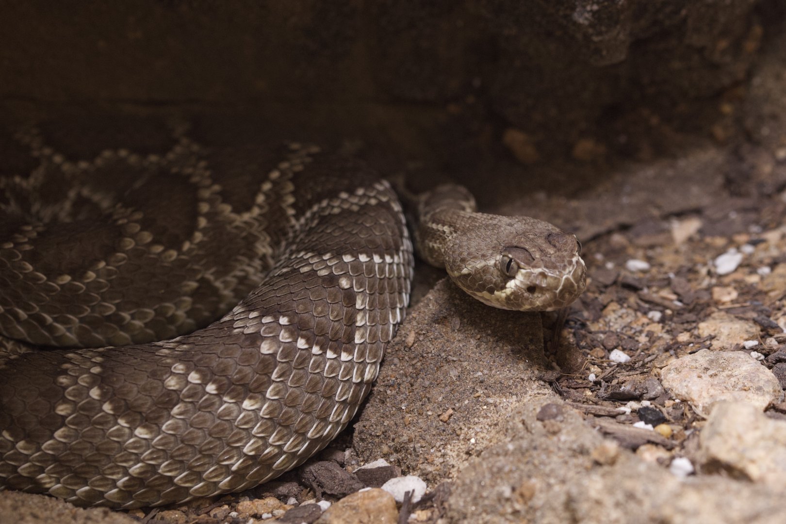 Mojave Rattlesnake/ Crotalus scutulatus