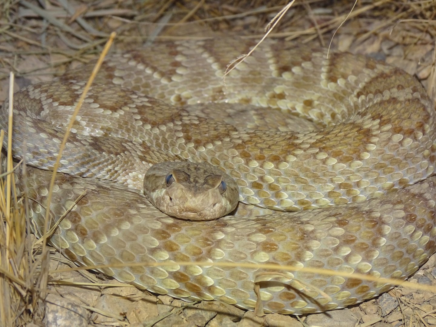 Mojave rattlesnake (Crotalus scutulatus)