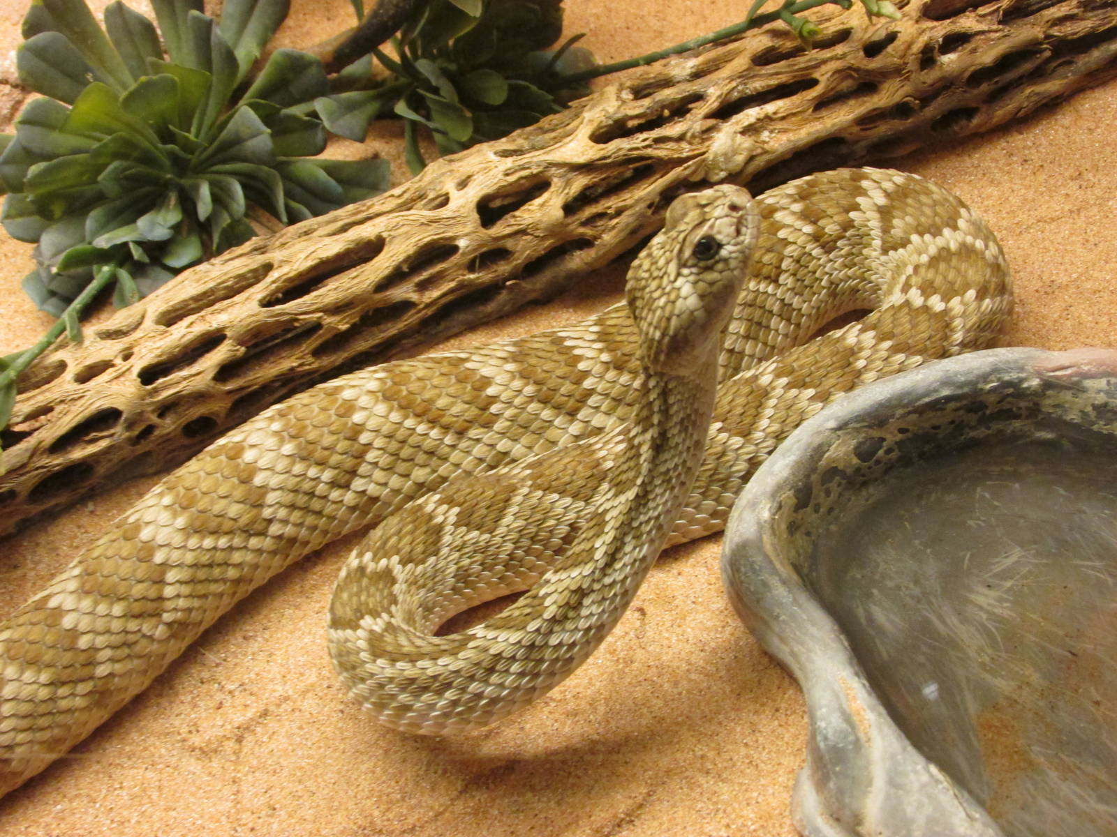mojave rattlesnake san juan de aragon zoo