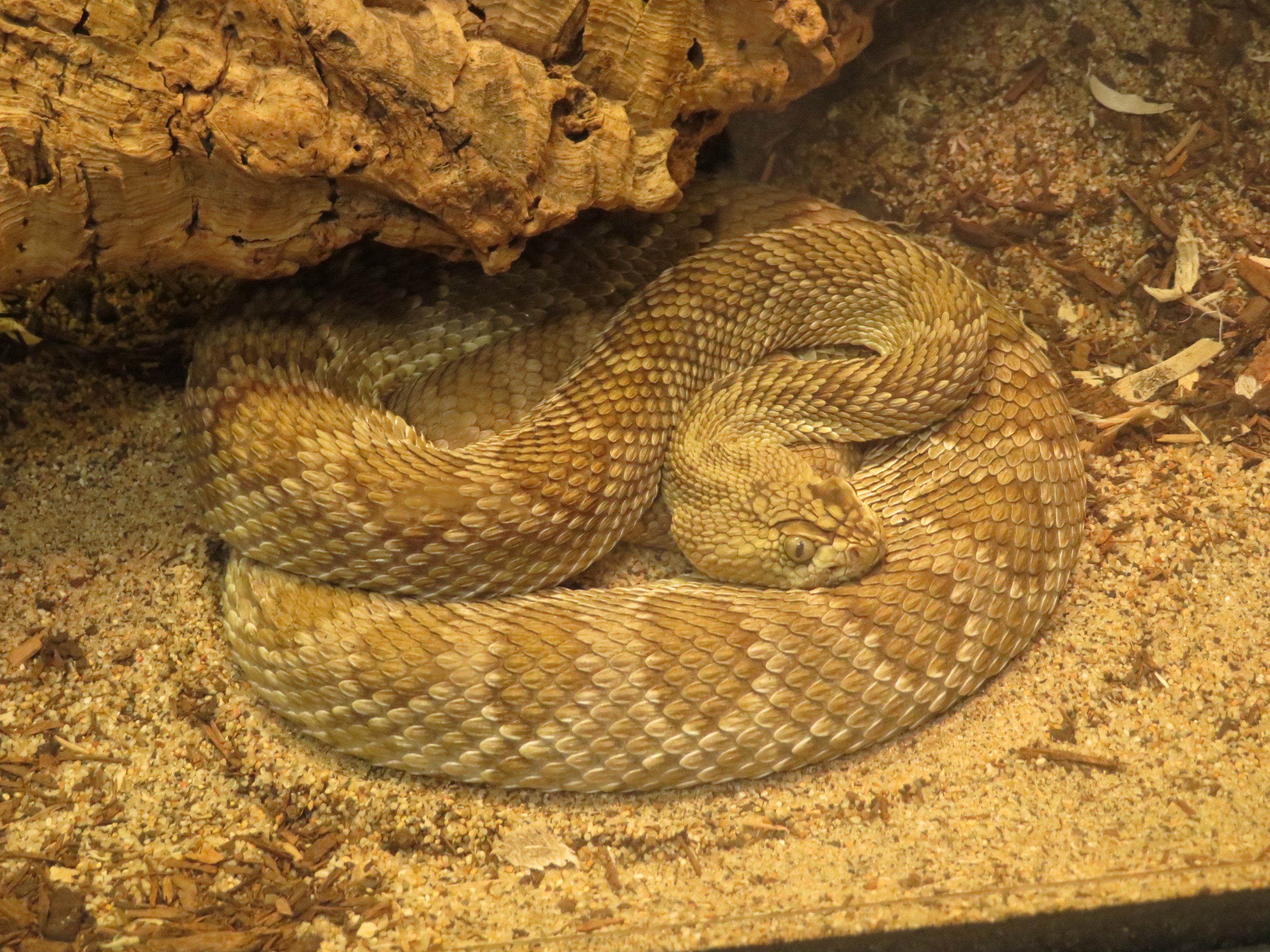 Mojave Rattlesnake
