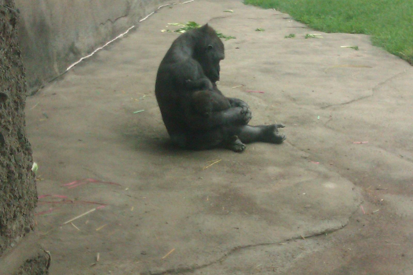 Moka (female gorilla) with her baby boy