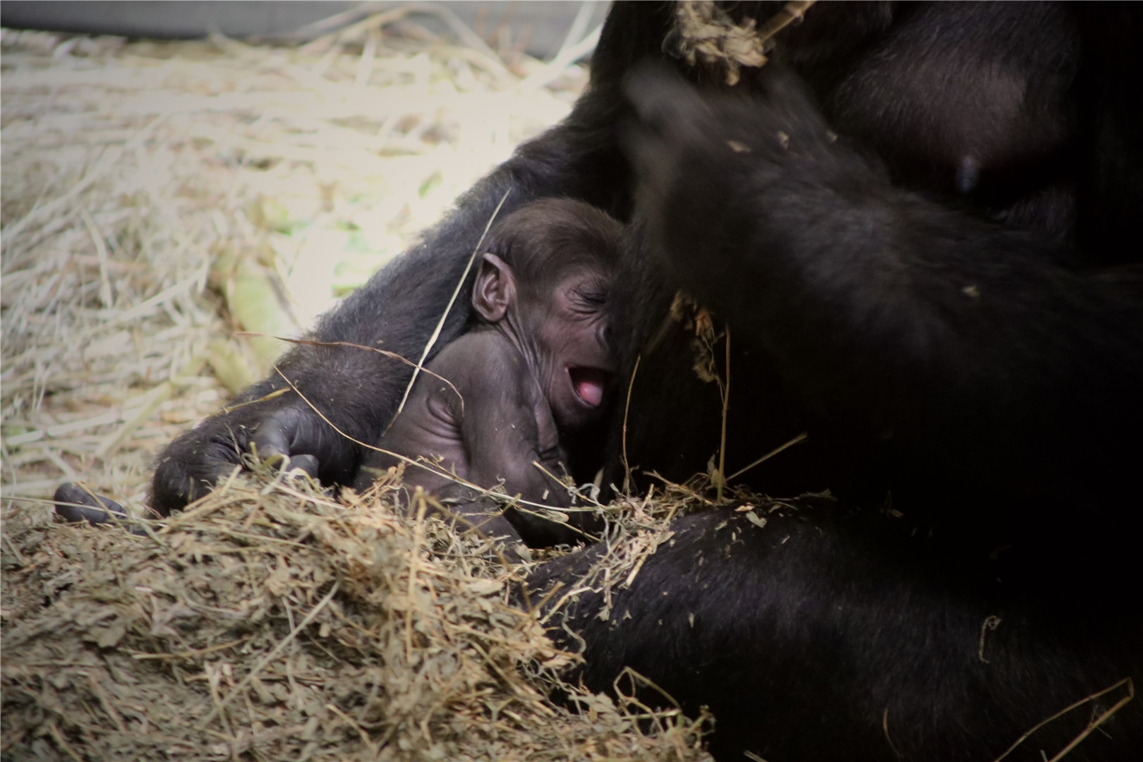 Moke, the 12-day-old baby gorilla