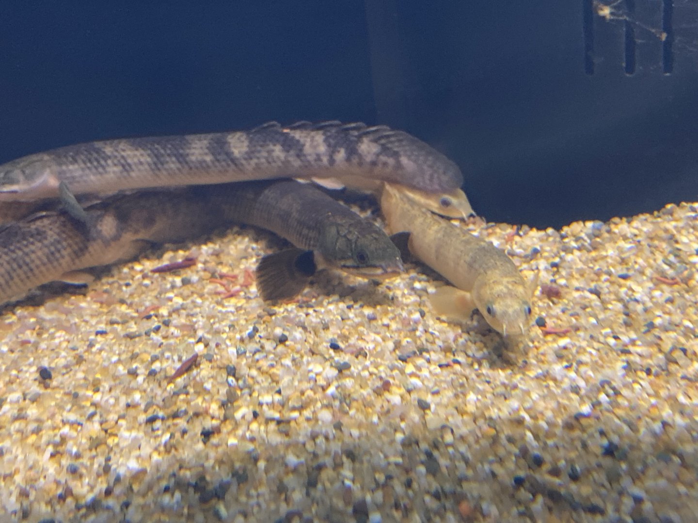 Mokele mbembe and marbled Senegal bichir