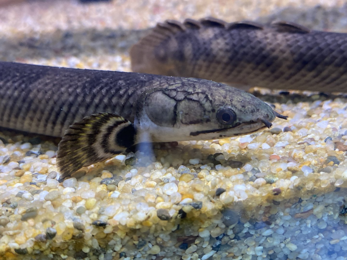 Mokele mbembe bichir