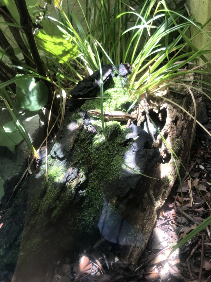 Moko Skink (Oligosoma moco)