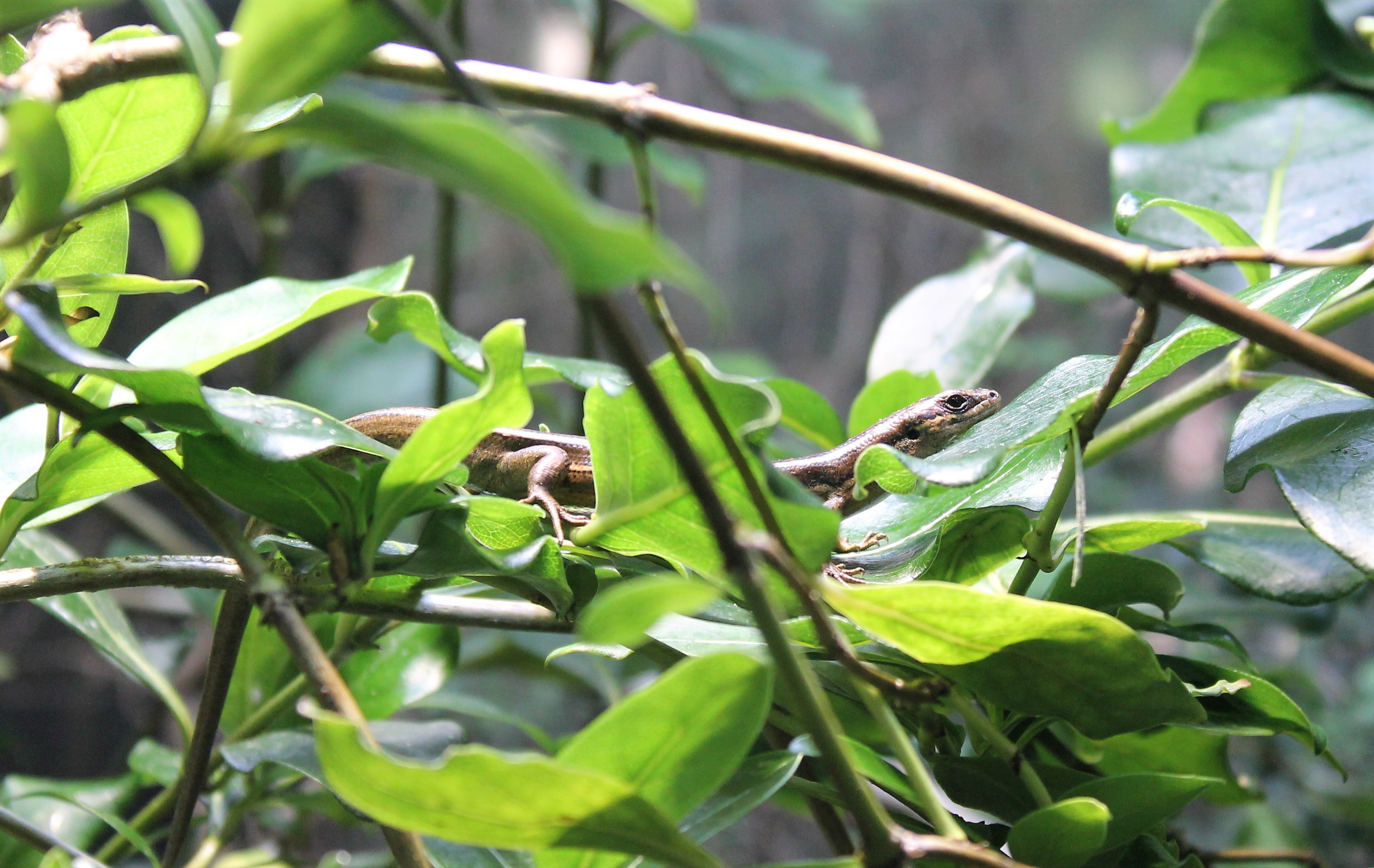 Moko Skink (Oligosoma moco)