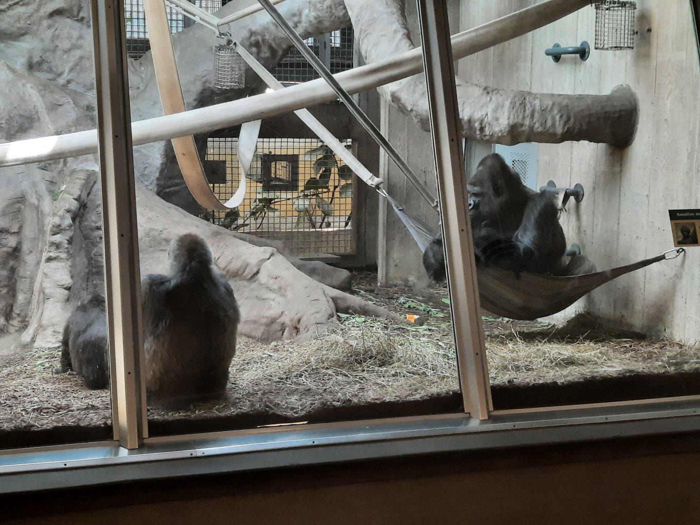 Mokolo guarding the family